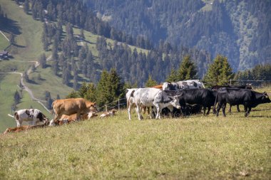 Ortesei St Ulrich yakınlarındaki Dolomitlerde Sığırlar, Güney Tyrol, İtalya