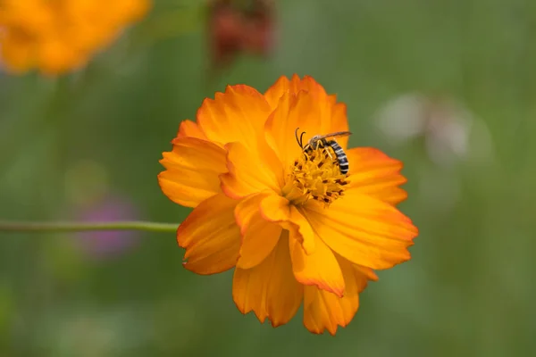 Giardino Cosmos Cosmos Sulphureus Cav Crescere Fiorire Giardino Italia — Foto Stock