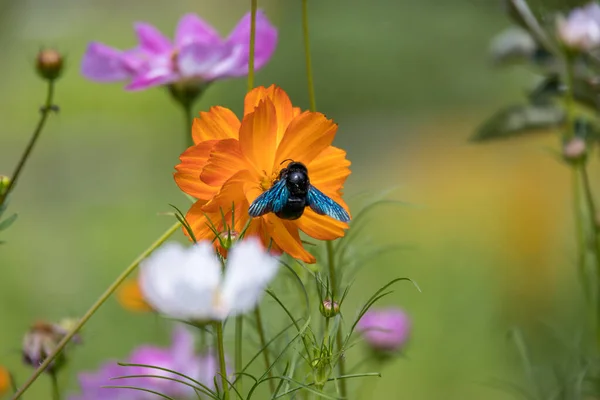 Carpenter Bee Feeding Garden Cosmos Cosmos Sulphureus Cav Italy — Stock Photo, Image