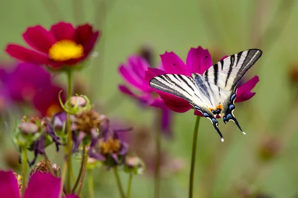 Mariposa Cola Golondrina Alimentándose Una Flor Cosmos Bérgamo Italia —  Fotos de Stock