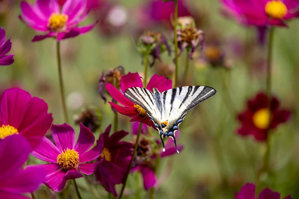 Mariposa Cola Golondrina Alimentándose Una Flor Cosmos Bérgamo Italia —  Fotos de Stock