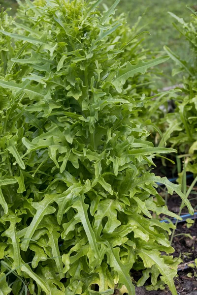 Trädgårdssallat Lactuca Sativa Som Växer Trädgård Italien — Stockfoto