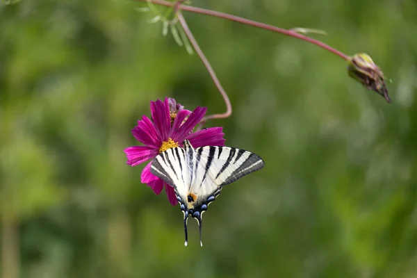 Farfalla Coda Rondine Che Nutre Fiore Del Cosmo Bergamo Italia — Foto Stock