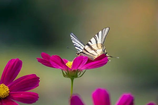 Mariposa Cola Golondrina Alimentándose Una Flor Cosmos Bérgamo Italia —  Fotos de Stock