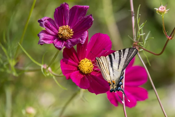 Mariposa Cola Golondrina Alimentándose Una Flor Cosmos Bérgamo Italia —  Fotos de Stock