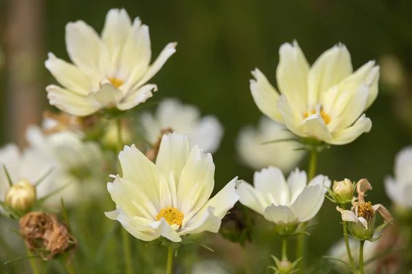 Jardim Cosmos Cosmos Bipinnatus Cav Floração Jardim Bergamo — Fotografia de Stock