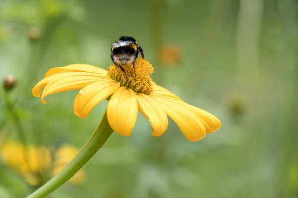 Abeja Alimentándose Una Alcachofa Jerusalén Helianthus Tuberosus Floreciendo Jardín Italia — Foto de Stock