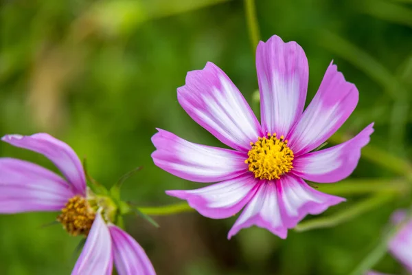 花园宇宙 Cosmos Bipinnatus Cav 在意大利的一个花园里生长开花 — 图库照片