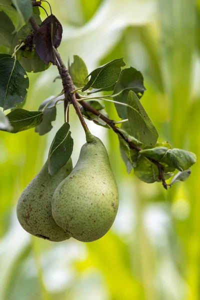 Pears Growing Ripening Garden Italy — Stock Photo, Image