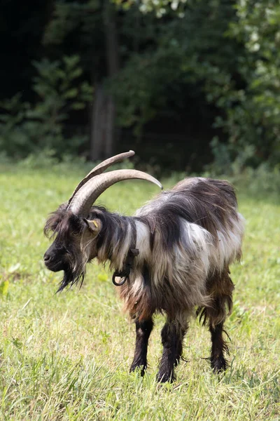 Gedomesticeerde Geiten Die Ronddwalen Wei Van Torre Roveri Italië — Stockfoto