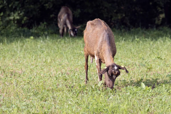 Domesticated Goats Feeding Pasture Torre Roveri Italy — Stock Photo, Image