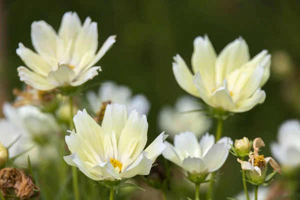 Bahçe Kozmosu Cosmos Bipinnatus Cav Bergamo Bir Bahçede Çiçek Açıyor — Stok fotoğraf