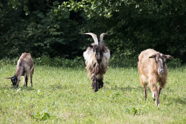 Cabras Domesticadas Vagando Pelo Pasto Torre Roveri Itália — Fotografia de Stock