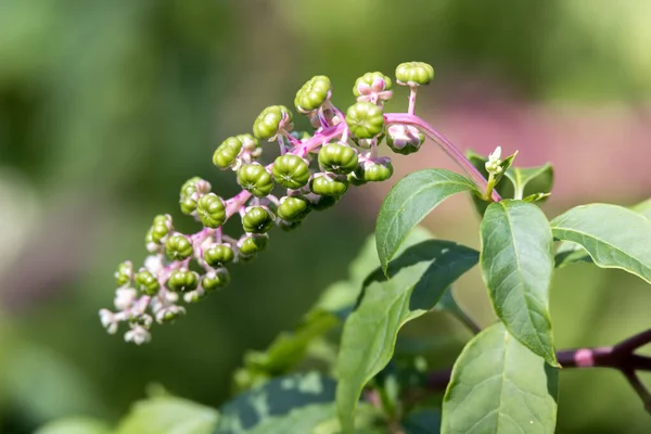 Pokeweed Phytolacca Americana Berries Ripening Bergamo Italy — Stock Photo, Image