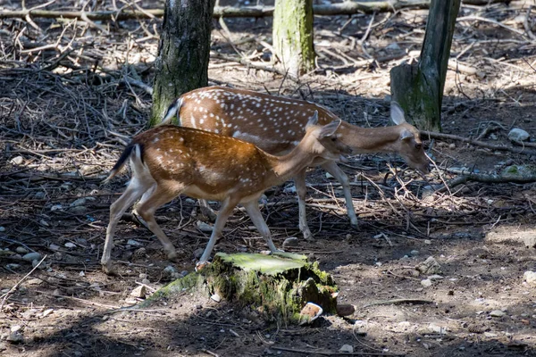 Fallow Deer Dama Dama Wandering Woodland Italy — Stock Photo, Image