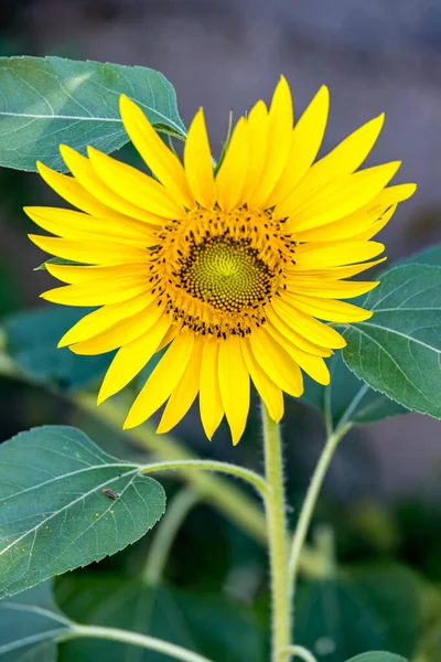 Tournesol Fleurissant Dans Jardin Italie — Photo