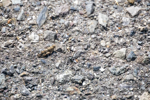 İtalya 'da gün ışığında Çekirge (Omocestus raymondi)