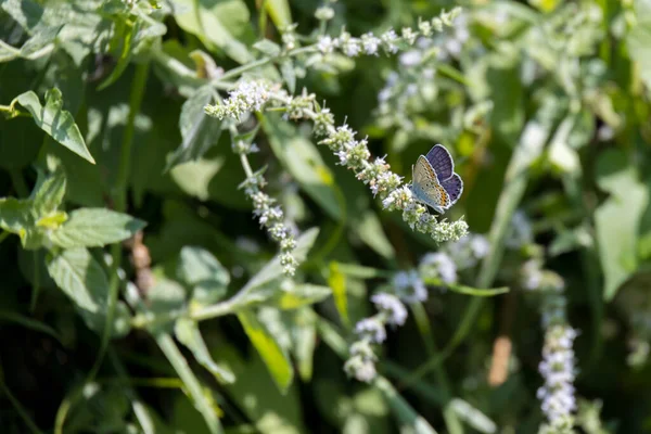 Farfalla Azzurra Comune Polyommatus Icarus Che Nutre Arbusto Italia — Foto Stock