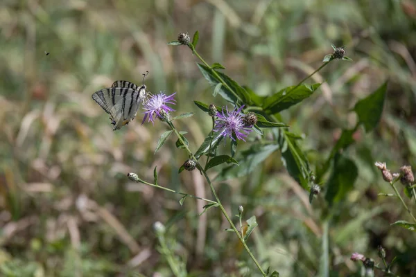 イタリアのトッレ ロヴィで花に蝶の餌を与えます — ストック写真