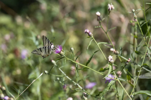 Motyl Jaskółczy Żywiący Się Kwiatem Torre Roveri Włoszech — Zdjęcie stockowe