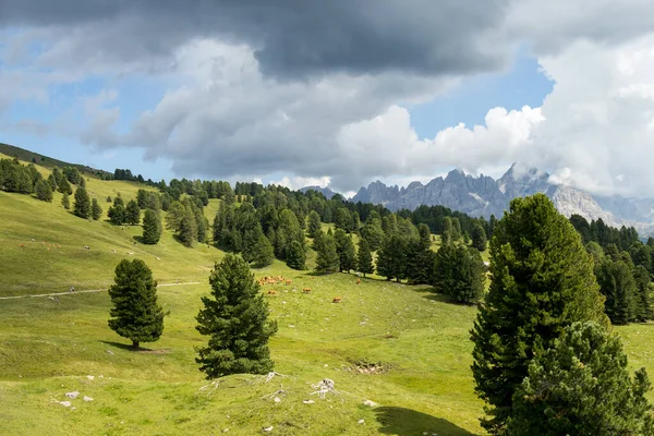 Landschap Van Het Natuurpark Van Paneveggio Pale San Martino Tonadico — Stockfoto