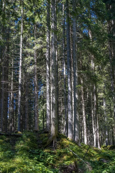 イタリアのトレンティーノ トナディコにあるPaneveggio Pale San Martinoの自然公園の森の景色 — ストック写真