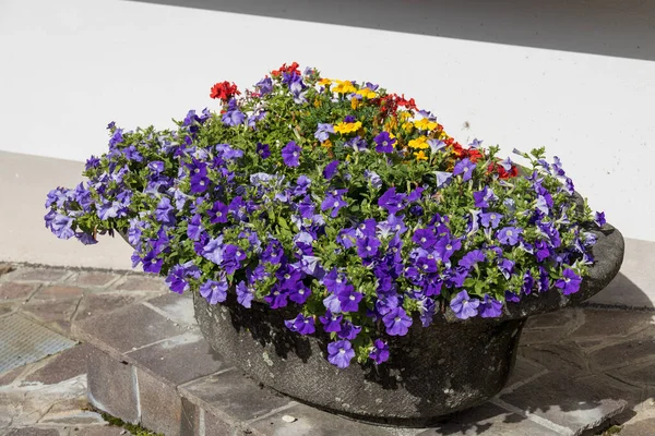 Alleghe Veneto Italië August Betonnen Trog Gevuld Met Zomerbloemen Alleghe — Stockfoto