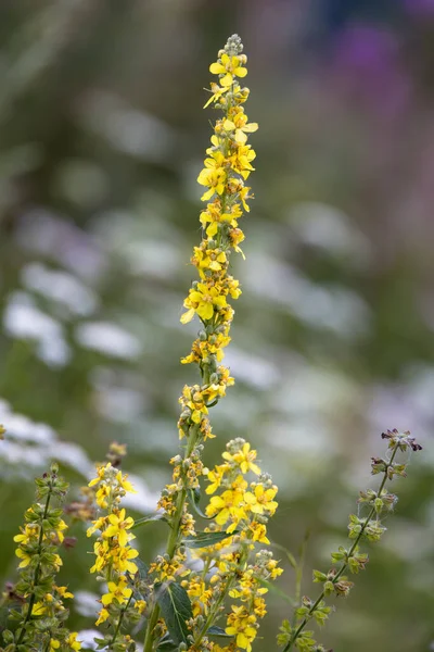 Agrimonia Eupatoria Vadon Dolomitok — Stock Fotó