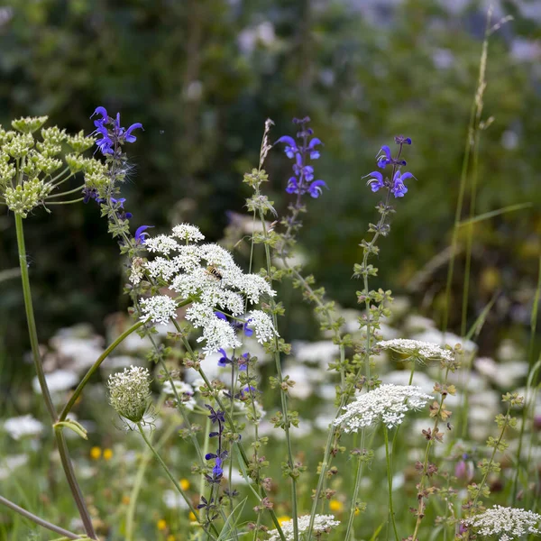 Salvia pratensis ve inek maydanozu Dolomitlerde vahşice yetişiyor.
