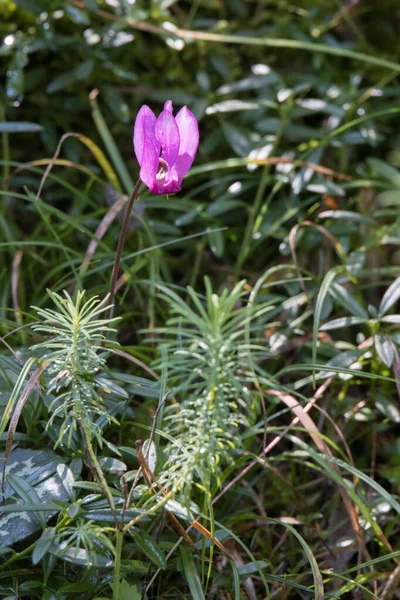 Cyclamen Sauvage Persicum Pleine Floraison Dans Les Dolomites — Photo