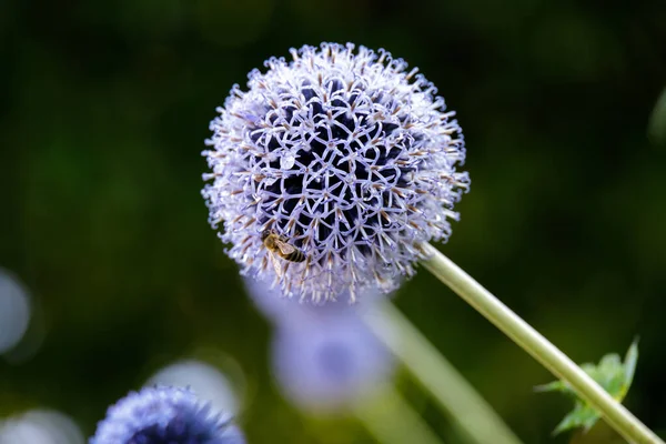 Echinpos Exaltus Schrad Groeien Een Tuin Candide Italië — Stockfoto