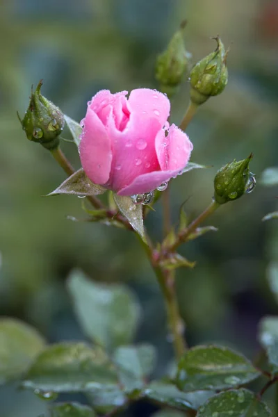Růžová Růže Pokrytá Kapkami Deště Zahradě Candide Itálie — Stock fotografie