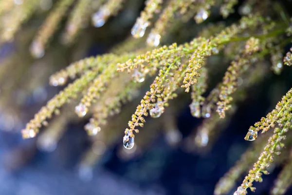 Quercus Ilex Growing Dolomites Covered Raindrops — Stock Photo, Image