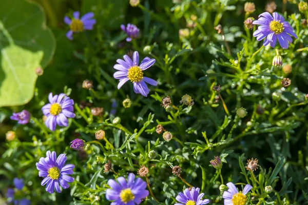 Alpine Aster Wächst Den Dolomiten — Stockfoto