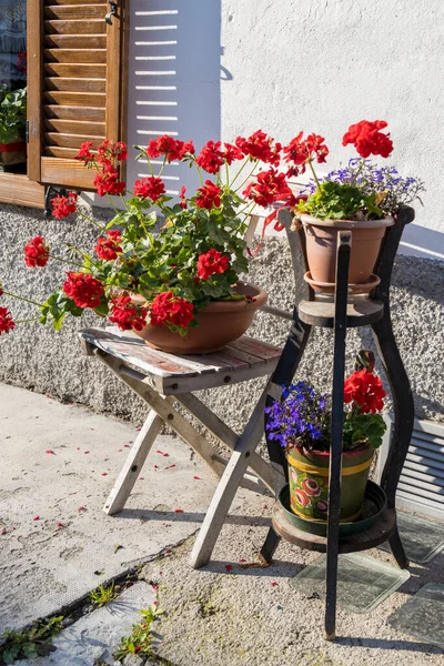 Candide Veneto Italien August Geranien Blühen Vor Einem Haus Candide — Stockfoto