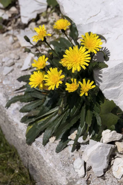 Hawkbits Scorzoneroides Montana Floração Nas Dolomitas — Fotografia de Stock