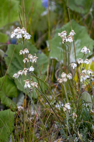 Kwitnąca Głowica Włóczki Pospolitej Achillea Millefolium Dolomitach — Zdjęcie stockowe