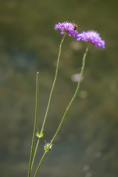 Dolomitokban Vadon Termő Aster Alpinus Virágok — Stock Fotó
