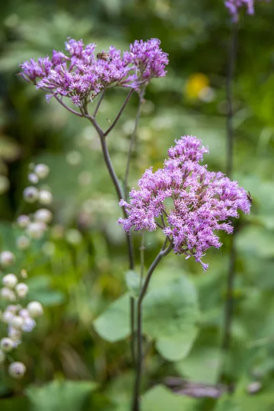 Adenostyles Alliariae Flores Crescendo Selvagem Nas Dolomitas — Fotografia de Stock