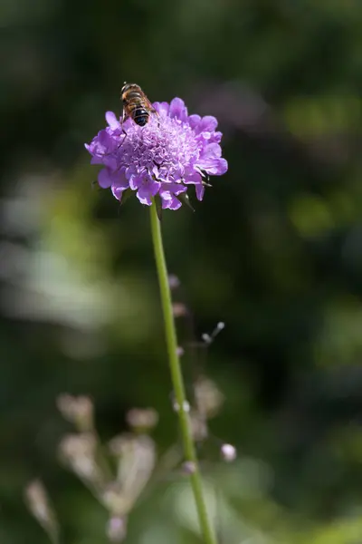 Aster Alpinus Çiçekleri Dolomitlerde Vahşi Bir Şekilde Büyüyor — Stok fotoğraf