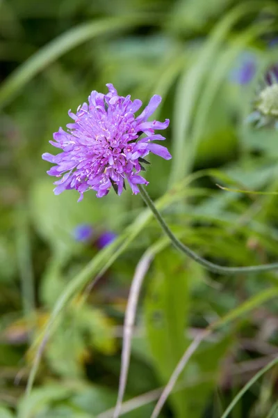Dolomitokban Vadon Termő Aster Alpinus Virágok — Stock Fotó
