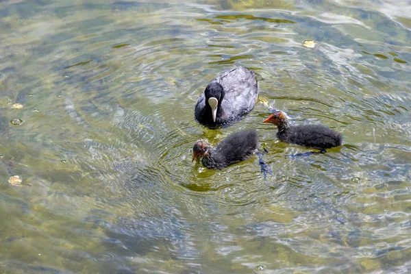 Adulte Und Eifersüchtige Blässhühner Misurinasee Bei Auronzo Cadore Venetien Italien — Stockfoto