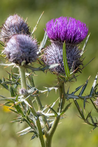 Вузьке Будяччя Cirsium Eriophorum Росте Доломітах — стокове фото