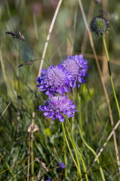 Квіти Aster Alpinus Ростуть Дикими Доломітах — стокове фото