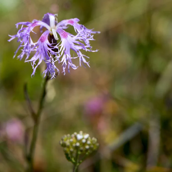 Alpine Cornflower Growing Wild Dolomites — Stock Photo, Image