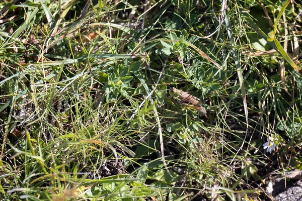 Grasshopper Verde Común Omocestus Viridulus Que Vive Los Dolomitas —  Fotos de Stock