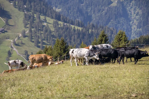 Ortesei St Ulrich yakınlarındaki Dolomitlerde Sığırlar, Güney Tyrol, İtalya