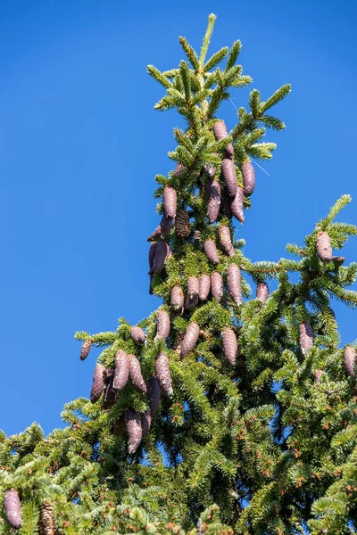 Överflöd Kottar Tall Dolomiterna — Stockfoto