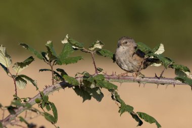 Çit Aktörü (Dunnock) Sussex 'te bir çalıya tünedi