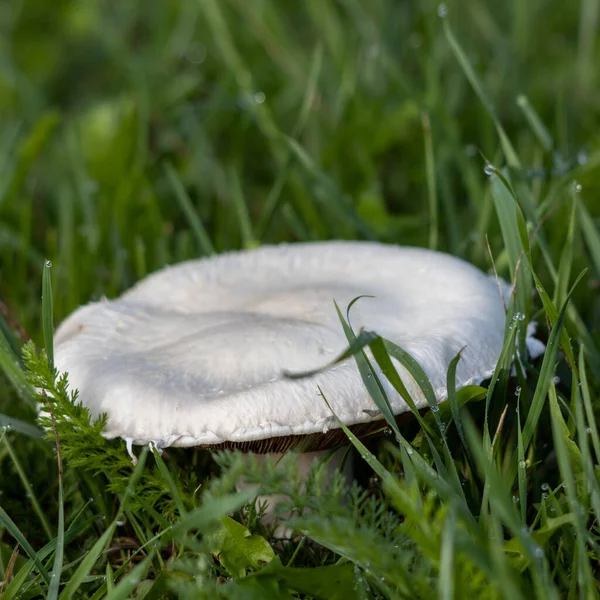 Cogumelo Crescendo Grama Verde East Grinstead — Fotografia de Stock